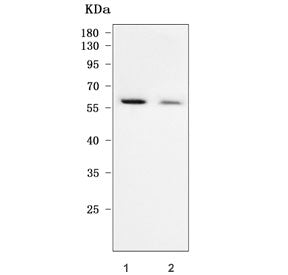 Western blot testing of human 1) 293T and 2) HeLa cell lysate with TAB1 antibody. Predicted molecula