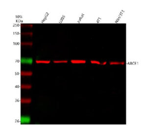Western blot analysis of ABCE1 using anti-ABCE1 antibody. Lane 1: human HepG2 whole cell lysates, La