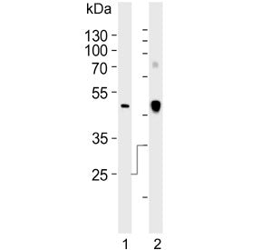 Clusterin Antibody