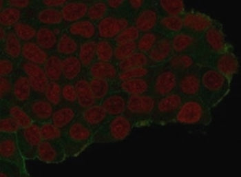 HA Tag Antibody