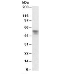 Western blot testing of rat liver lysate with Serpina6 antibody at 0.03ug/ml. Predicted molecular we