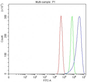 CrkL Antibody