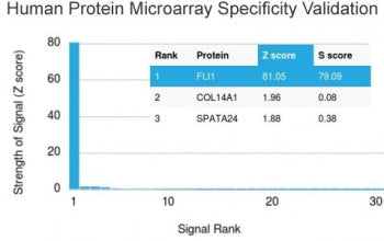 FLI1 Antibody