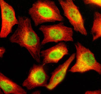 Immunofluorescent staining of NUP160 using anti-NUP160 antibody (green) and anti-Beta Tubulin antibo