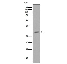 Western blot testing of human HeLa cell lysate with CDK1 antibody. Predicted molecular weight ~33 kD