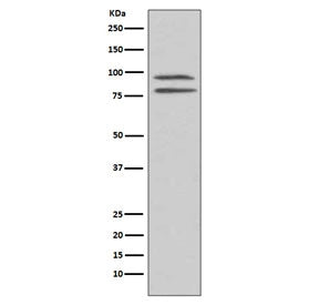 MSK1 Antibody (pS376)