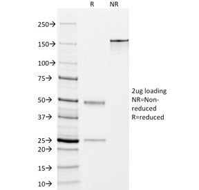 SDS-PAGE analysis of purified, BSA-free DOG1 antibody (clone DG1/447) as confirmation of integrity a