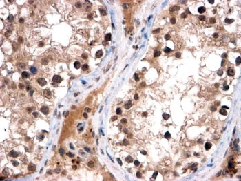 IHC testing of FFPE human testis with FOXl1 antibody at 2ug/ml. HIER: steamed with pH6 citrate buffe