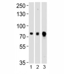 Melk Antibody