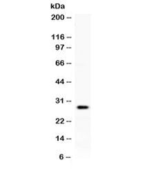 Kallikrein 8 Antibody / KLK8