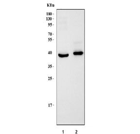 SH3GL2 Antibody / Endophilin A1