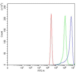 ANK1 Antibody / Erythrocyte Ankyrin / Ankyrin-1