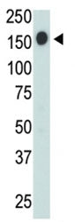 CD45 Antibody, 0.4ml
