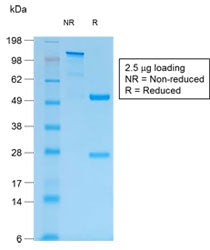 SDS-PAGE analysis of purified, BSA-free recombinant Mucin-1 antibody (clone MUC1/1887R) as confirmat