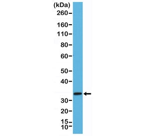 Western blot testing of mouse brain tissue lysate using recombinant STX1A antibody at 1:2000 dilutio