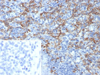 IHC staining of FFPE human spleen tissue with CD163L1 antibody (clone CD163L1/7974). Inset: PBS used