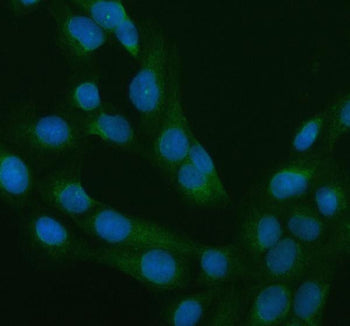 IF/ICC staining of FFPE human U-2 OS cells with RAB11 antibody (green) at 5ug/ml and DAPI nuclear st