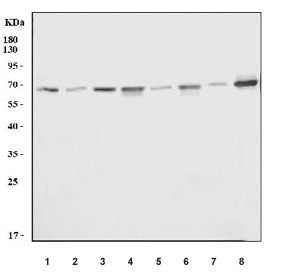 SHC Antibody