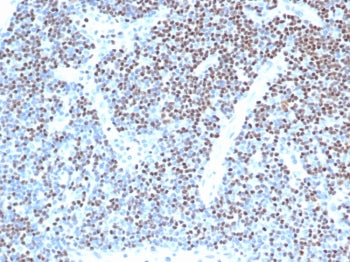 LEF1 Antibody / Lymphoid enhancer-binding factor 1 / TCF1 alpha