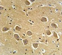 AQP11 antibody immunohistochemistry analysis in formalin fixed and paraffin embedded human brain tis