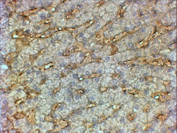 IHC testing of FFPE human liver with APOA1 antibody at 2ug/ml. HIER: steamed with pH6 citrate buffer