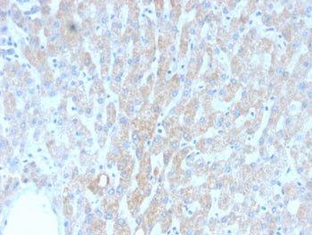IHC testing of FFPE human liver tissue with recombinant HSP60 antibody (clone rGROEL/780). HIER: boi