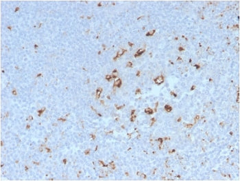 CD68 Antibody