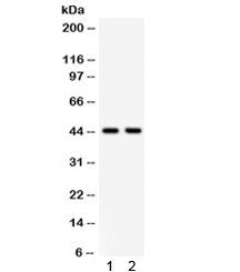 WNT3A Antibody