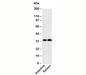 Western blot testing of human samples with CLEC1 antibody at 2ug/ml.
