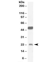 Western blot testing of mouse brain lysate with Neurturin antibody at 0.1ug/ml. The expected ~23kDa 