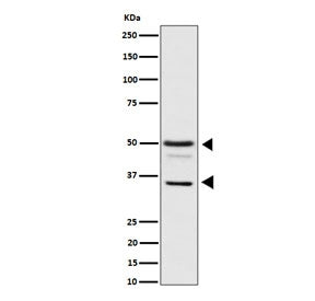 Western blot testing of human HeLa cell lysate with BAG family molecular chaperone regulator 1 antib