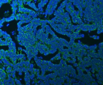 SSBP1 Antibody / Single-stranded DNA-binding protein
