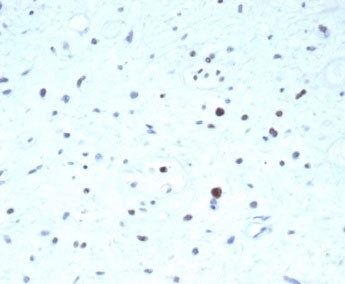 PAX7 Antibody