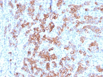 IHC staining of FFPE human adrenal gland with TIM3 antibody (clone TIM3/3113). HIER: boil tissue sec
