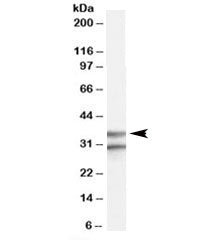 Western blot testing of human brain frontal cortex lysate with GPR3 antibody at 0.3ug/ml. The expect