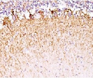 IHC testing of FFPE human cerebellum with Neurofilament antibody (clone MSI27-1). Staining of formal