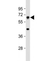 Western blot testing of mouse liver lysate with PRODH antibody at 1:4000. Predicted molecular weight