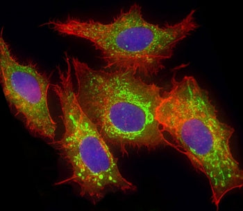Immunofluorescent staining of fixed and permeabilized human HepG2 cells with Glutaminase antibody (g