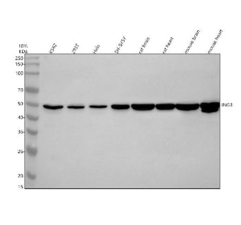 Western blot analysis of ING3 using anti-ING3 antibody. Electrophoresis was performed on a 12% SDS-P