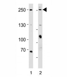 Mucin-4 alpha chain / MUC4 Antibody