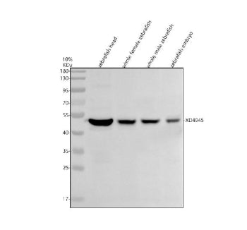 Western blot analysis of Gata3 protein using Zebrafish Gata3 antibody and 1) zebrafish head, 2) whol
