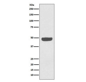 Western blot testing of human HeLa cell lysate with Neuron Specific Enolase antibody. Predicted mole
