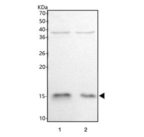 Western blot testing of 1) rat brain and 2) mouse brain tissue lysate with HBQ1 antibody. Predicted 