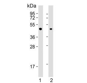 Western blot testing of human 1) A431 and 2) Jurkat cell lysate with ErbB3-binding protein 1 antibod