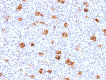 Bcl-X Antibody