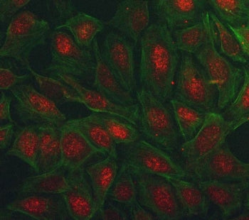 Immunofluorescent staining of FFPE human U-2 OS cells with PEG3 antibody (red) and Phalloidin-iFluor