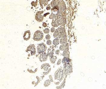 IHC staining of FFPE human small intestine tissue with SGLT1 antibody at 5ug/ml. Required HIER: stea