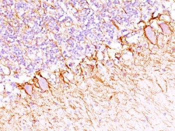 IHC: Formalin-fixed, paraffin-embedded human cerebellum stained with anti-NF-H antibody (SPM203).