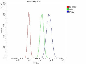 Flow Cytometry analysis of cells using anti-DVL2 antibody. Overlay histogram showing cells stained w