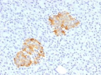 IHC staining of FFPE human pancreas with TNF alpha antibody. HIER: boil tissue sections in pH 9 10mM